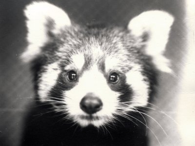 Panda rosso, 1913 da Frederick William Bond
